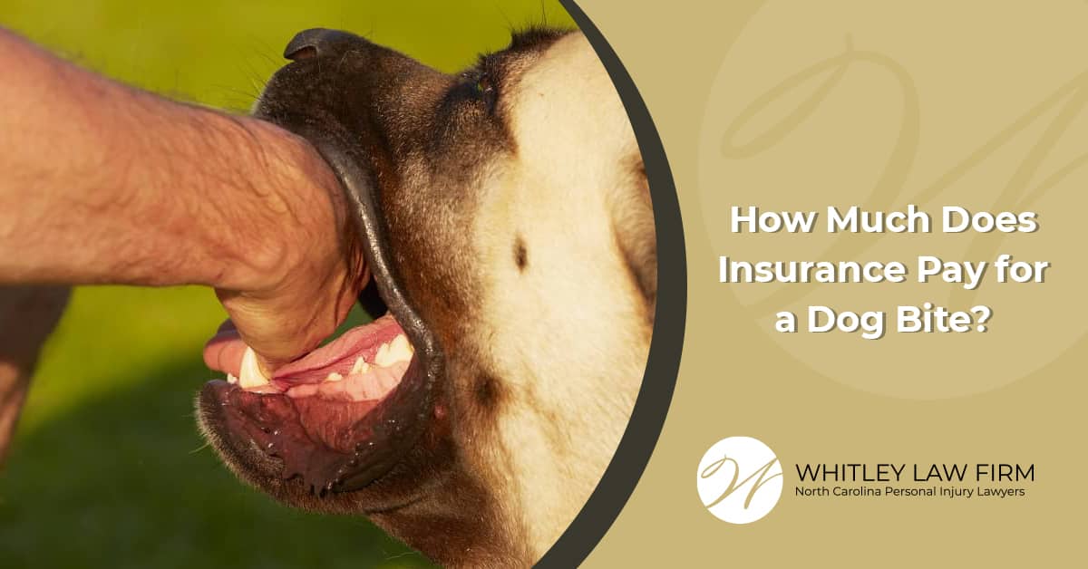 what-expenses-will-insurance-cover-after-a-dog-bite-whitley