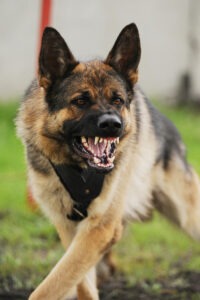 Garner Dog Bite Lawyer